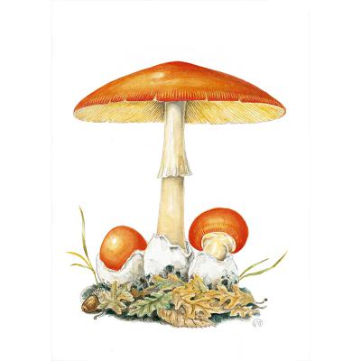 Ritratti del bosco - Regione Lazio