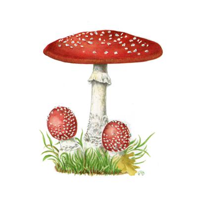 Ritratti del bosco - Regione Lazio