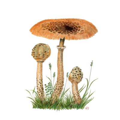 Ritratti del bosco - Regione Lazio